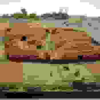 Placeholder for Jc 2111