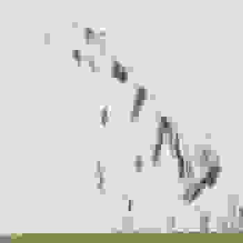 Placeholder for Jc 2219