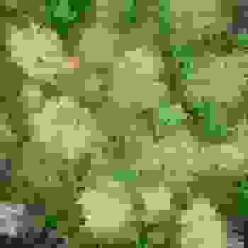 Placeholder for Jc 2424