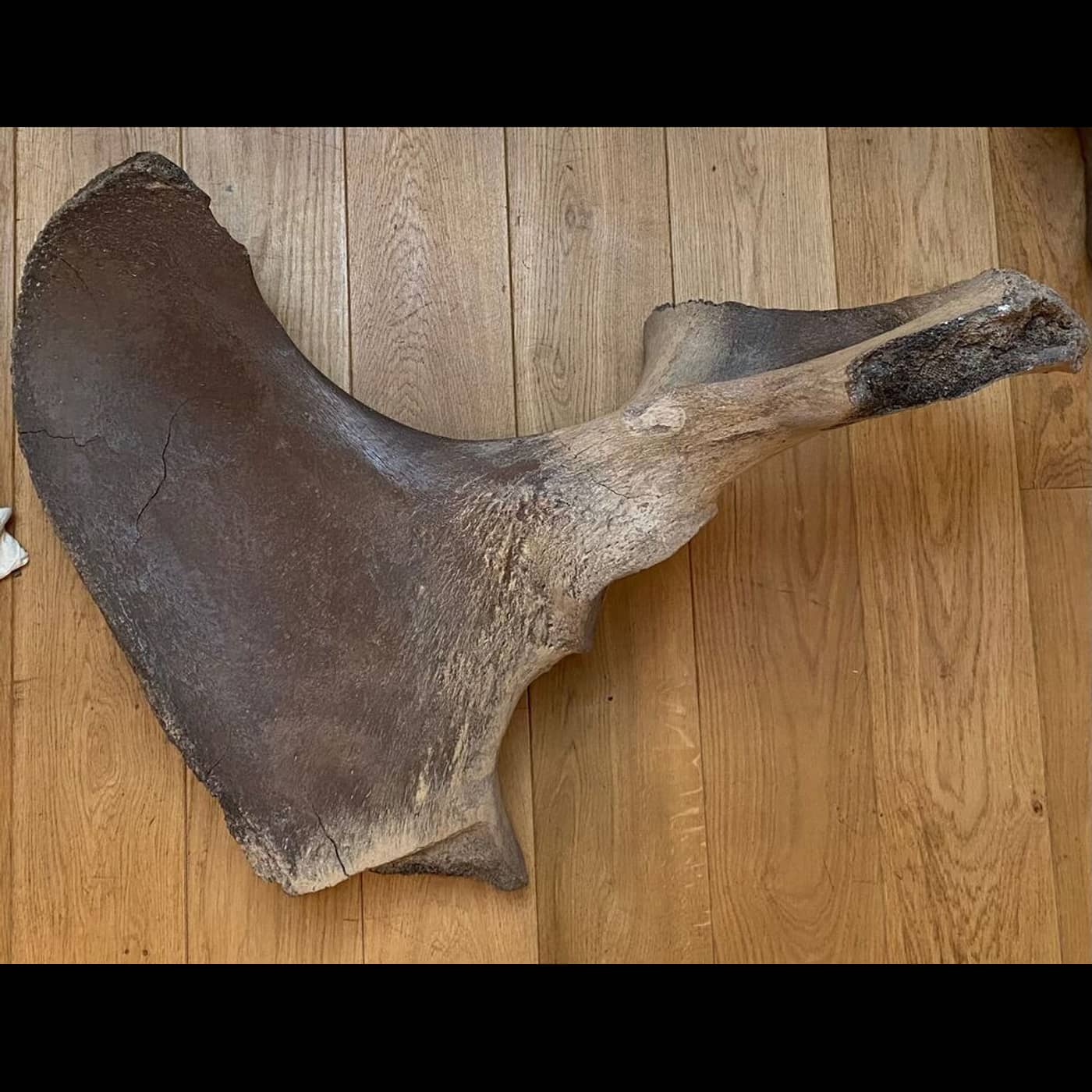 01d87396 f999 49fe b1d8 8baff5495e37