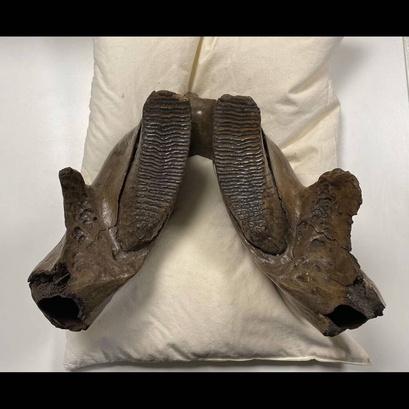 3becc101 e6fa 4925 b6f6 78465d04c7f9