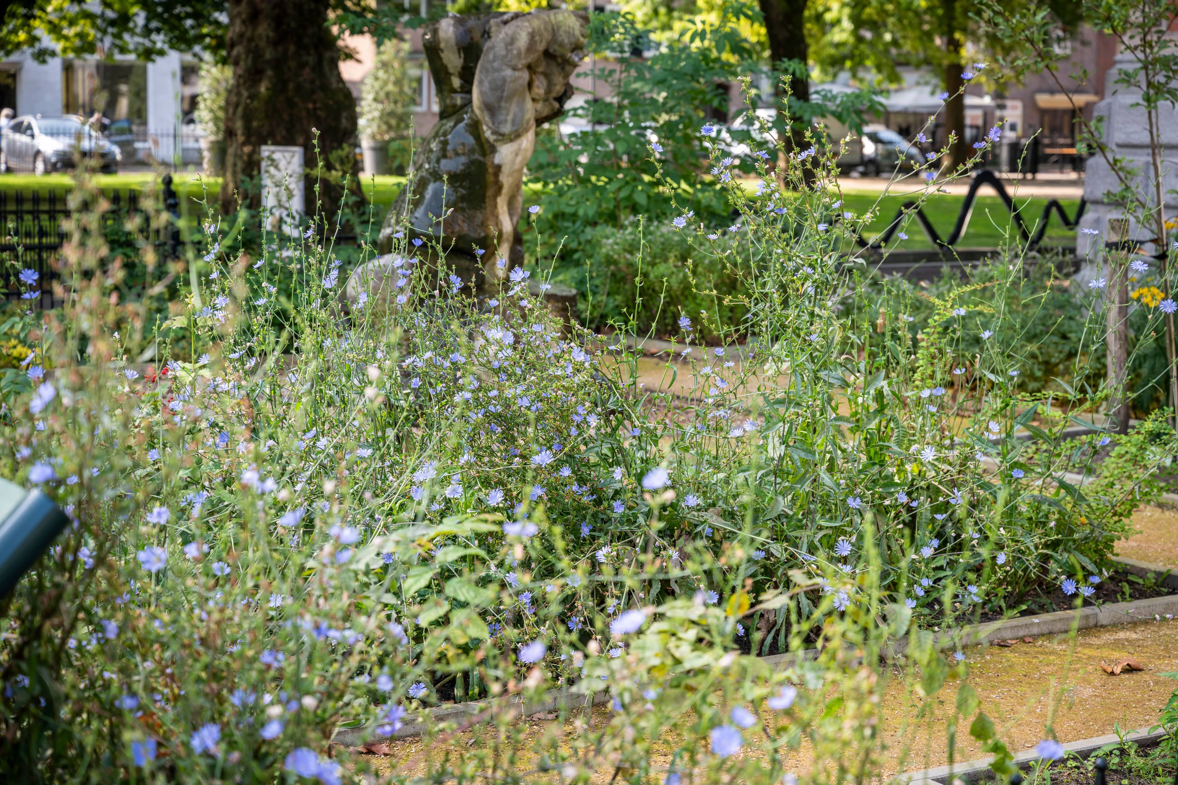 TS240802 Kruidentuin Museum JC 17