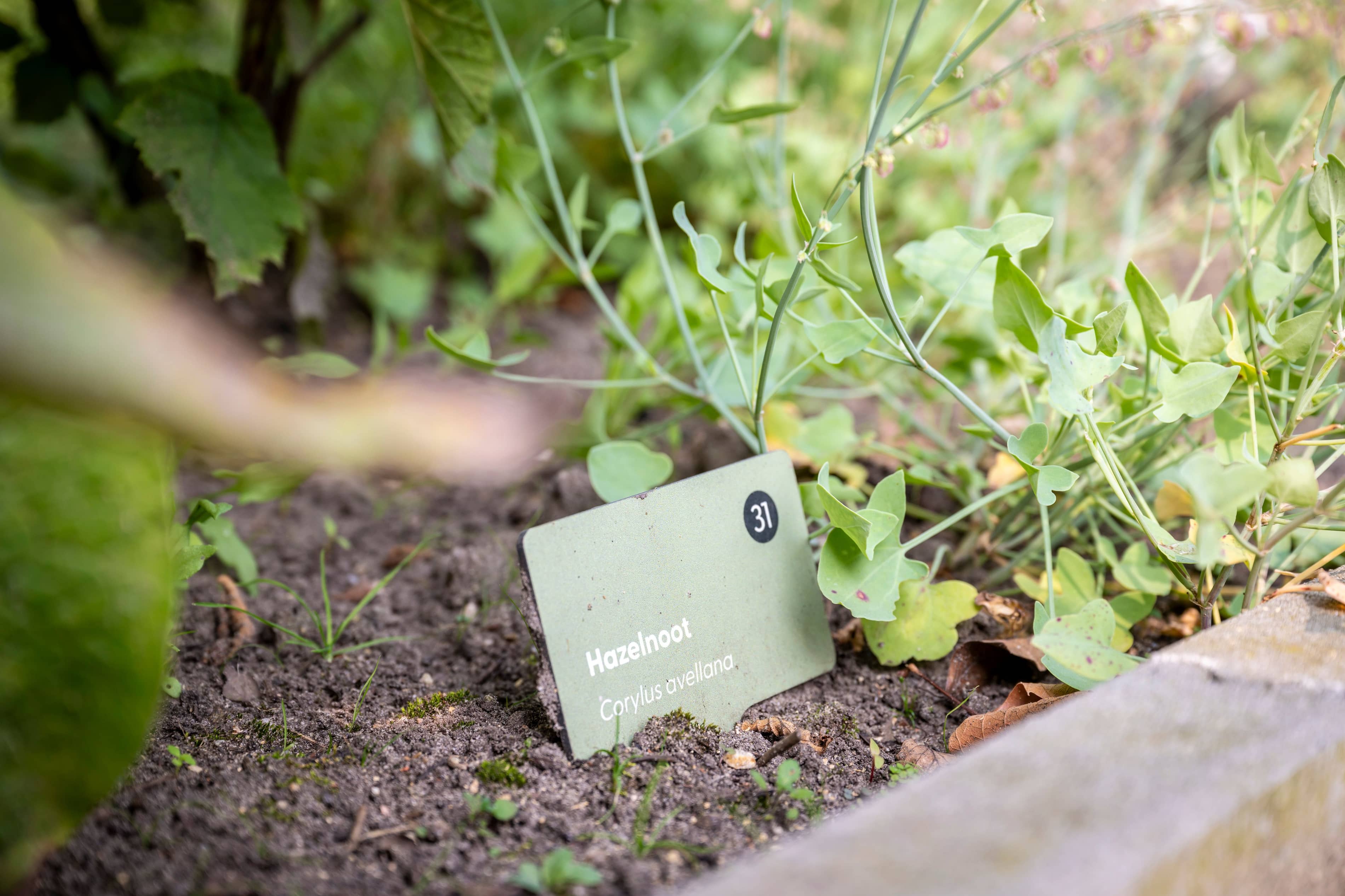 TS240802 Kruidentuin Museum JC 33