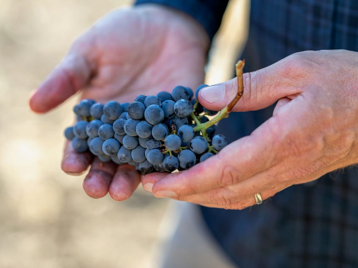 J Lohr Vineyards & Wines