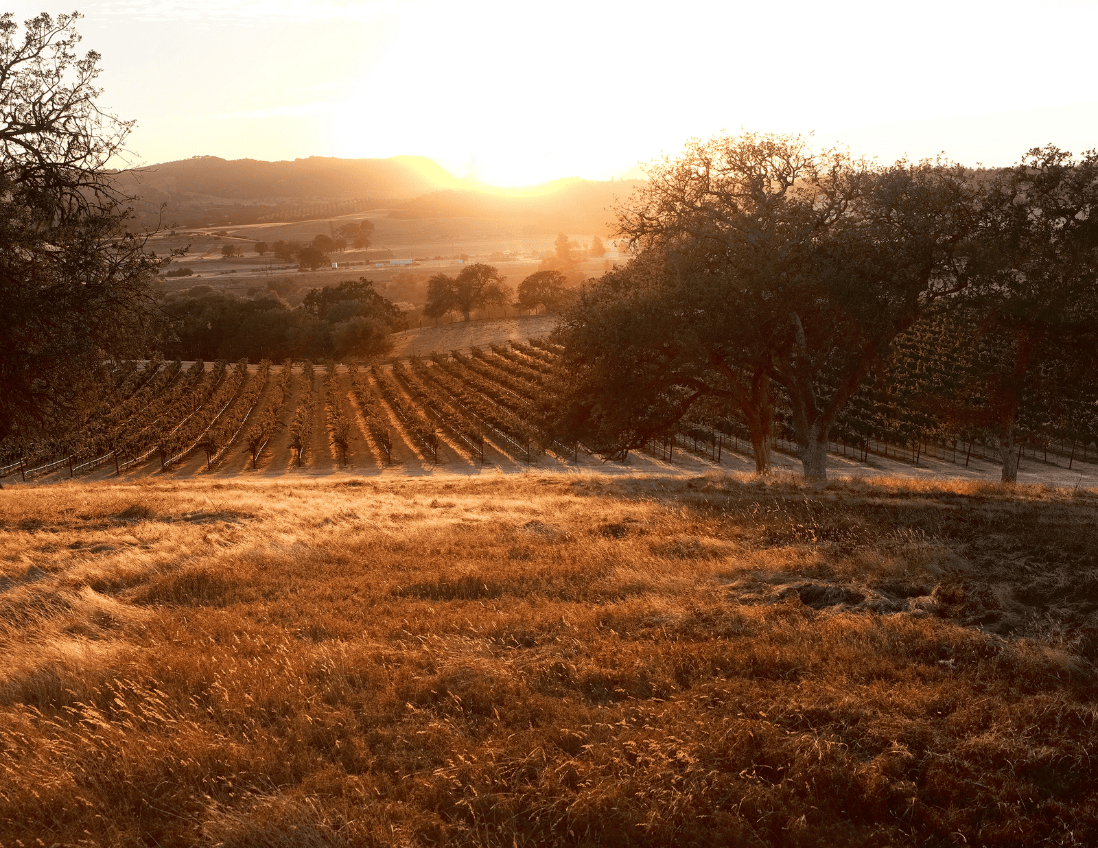A grassy field filled with trees with a vineyard and sunset in the distance