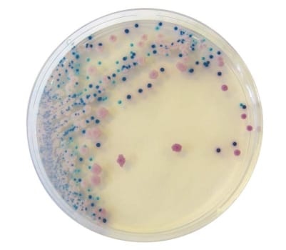 Oxoid, Chromagarplader, Brilliance UTI Clarity, 9 cm