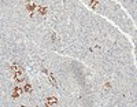 Quartett - NKX2.2 - QR077 - Kanin - 1ml - Konc.
