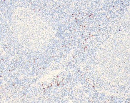 Quartett - Granzyme B - QR130 - Kanin - 1ml - Konc.