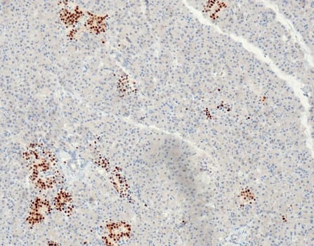 Quartett - NKX2.2 - QR077 - Kanin - 0.5ml - Konc.