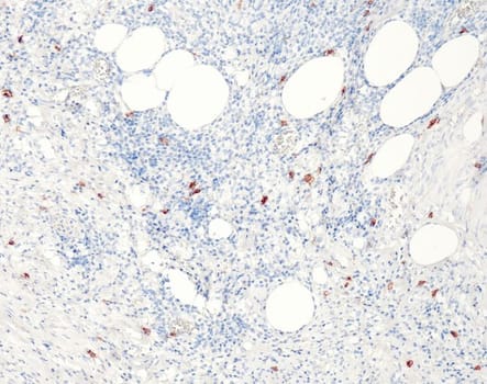 Quartett - CD117 - QR012 - Kanin - 0.5ml - Konc.