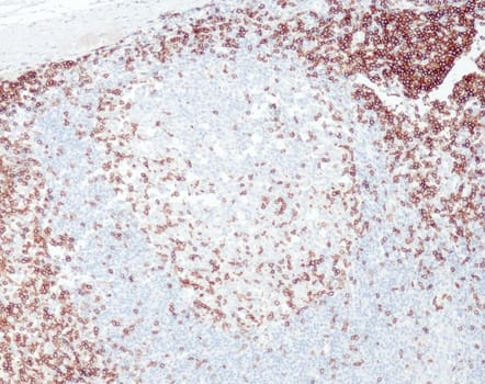 Quartett - CD3e - QR004 - Kanin - 0.5ml - Konc.