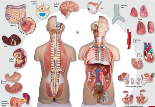 Anatomisk modell Torso med åpen rygg begge kjønn