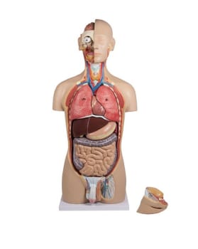 Anatomisk modell Torso med åpen rygg begge kjønn