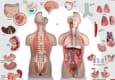 Anatomisk modell Torso med åpen rygg begge kjønn