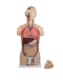Anatomisk modell Torso med åpen rygg begge kjønn