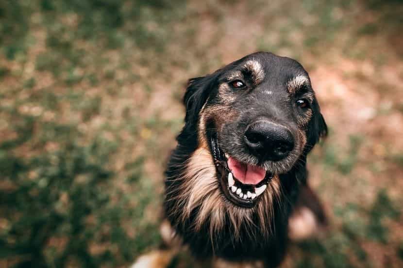  Quais são os benefícios de ter um cachorro para crianças? Confira! 