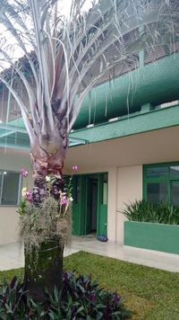 Vine International Christian School - Imagem 2