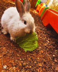 Baby School Berçário E Educação Infantil - Imagem 1
