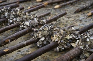 <span class="artist">Megan Cope</span><span class="title"> Documentation for 'Kinyingarra Guwinyanba'</span><span class="year"> 2022</span>, <span class="notes">Minjerribah (North Stradbroke Island). Photo by Cian Sanders.</span> <span class="artist">Megan Cope</span><span class="title"> Documentation for 'Kinyingarra Guwinyanba'</span><span class="year"> 2022</span>, <span class="notes">Minjerribah (North Stradbroke Island). Photo by Cian Sanders.</span>