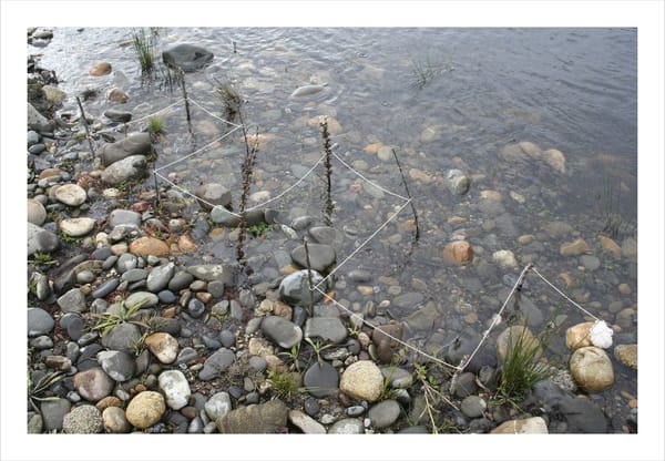 Sample grid, near Corryong (from 'Murray River Project Continued') Sample grid, near Corryong (from 'Murray River Project Continued')