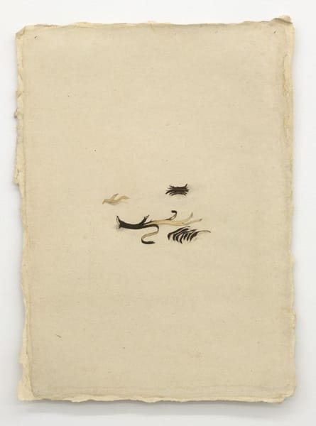 Wattle Bark Industry in Natal, Stripping,