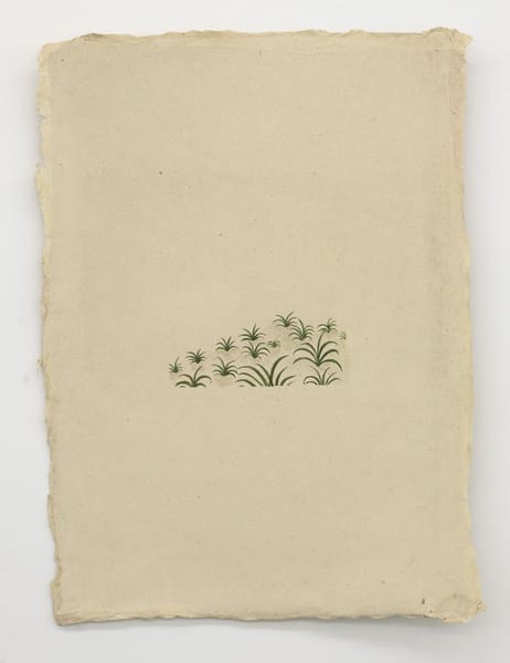 "Scenery in Natal", Pine Apple Plantation