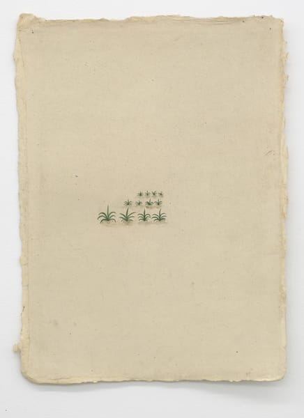 "Typical South Africa", Pine Apple Plantation, Natal