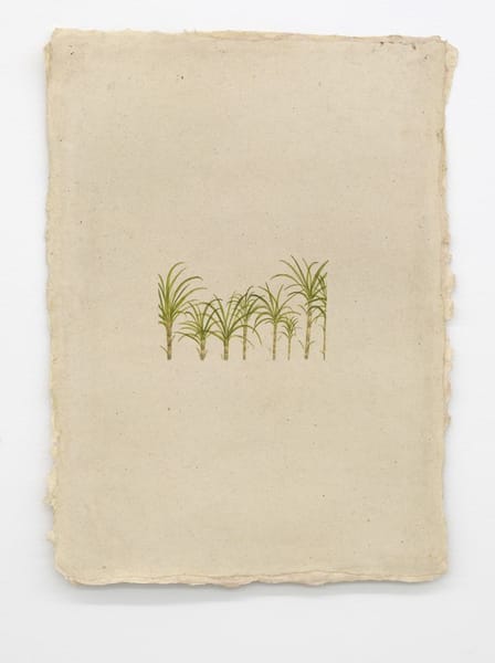 Sugar Cane Fields, Natal