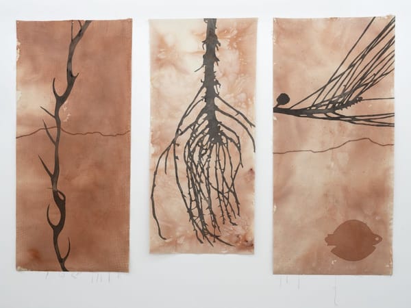 memory scar, finger lime, root, casuarina and Yeronga studio found object