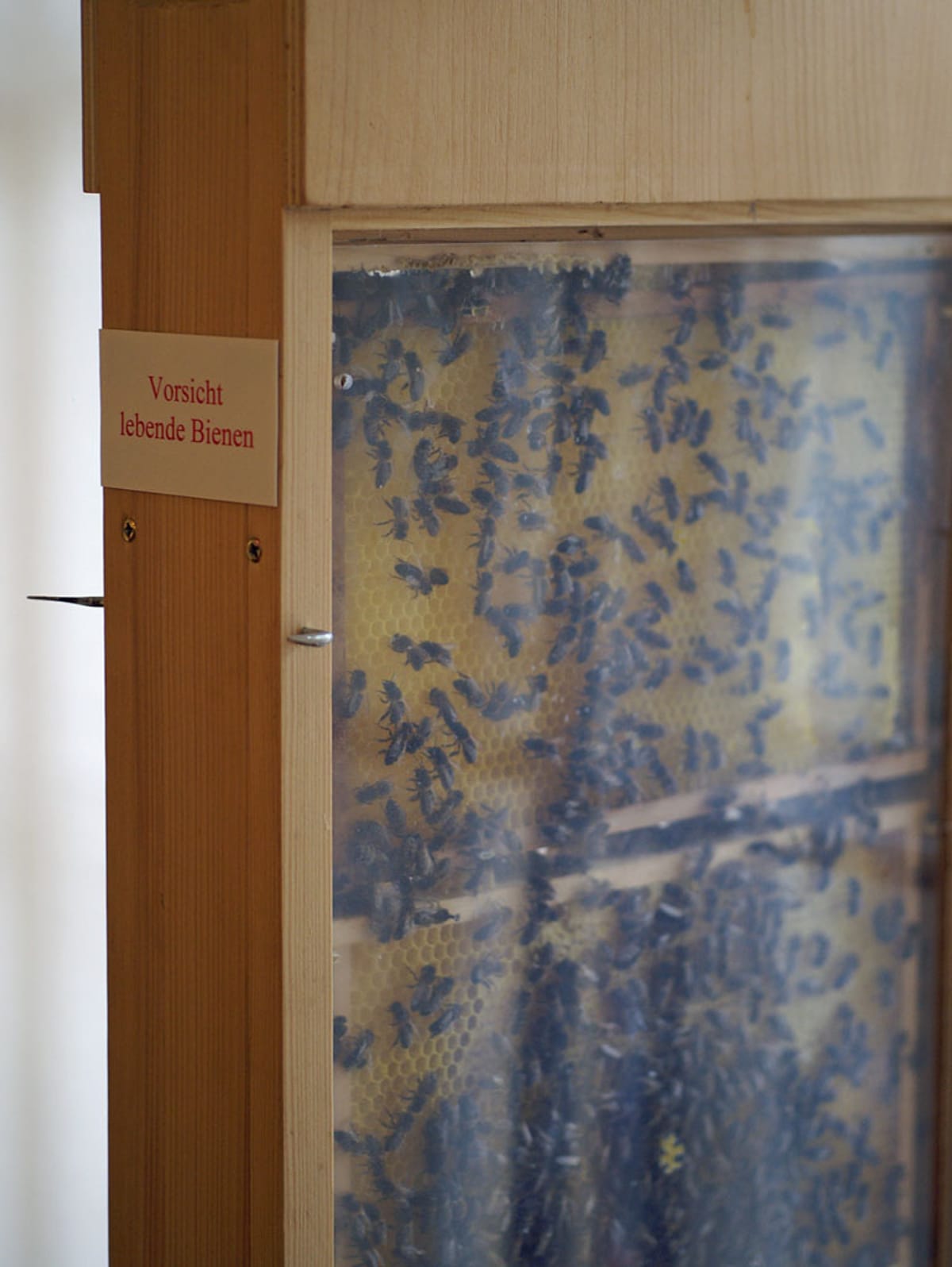 © Museum Appenzell_Ausstellung Biene 6