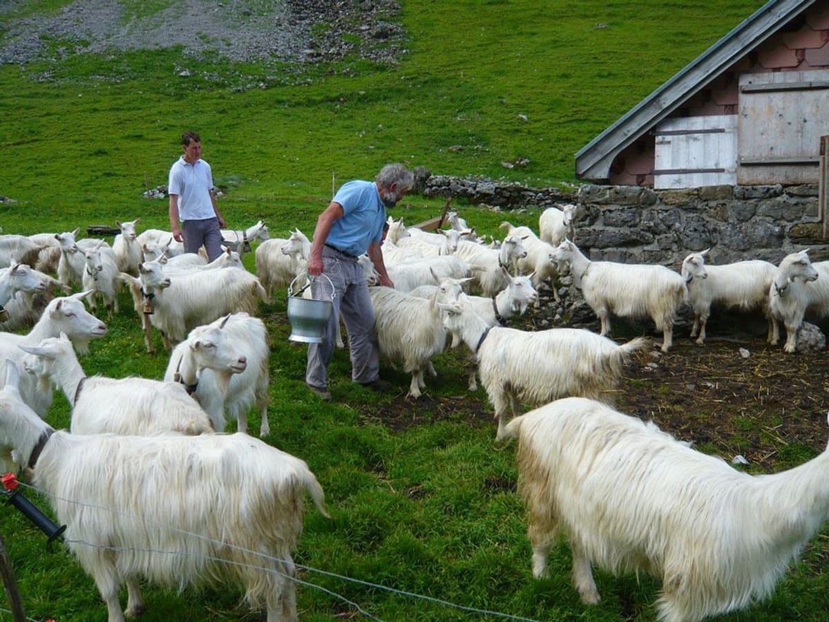 © Museum-Appenzell-Fälenalp