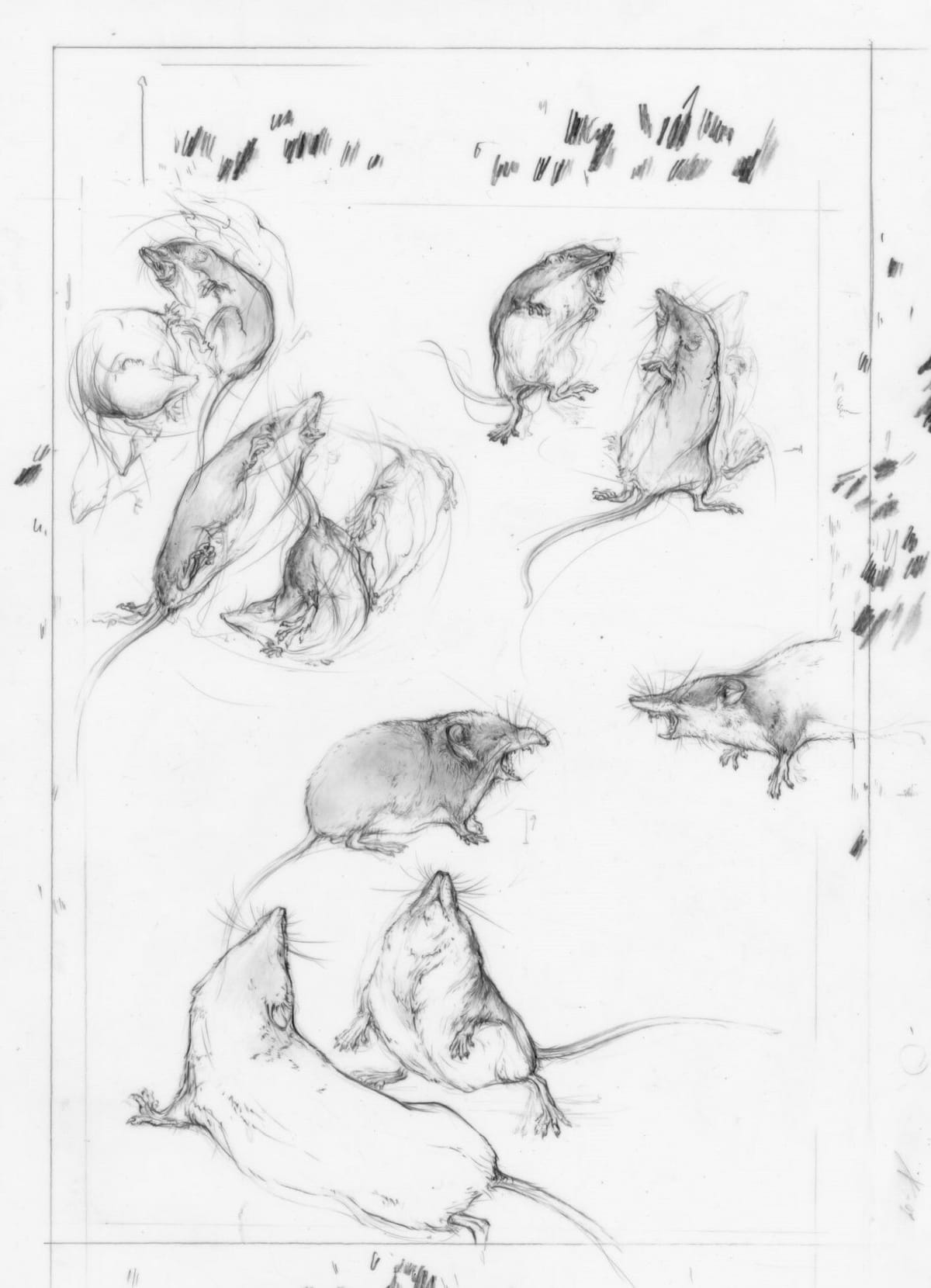 Rotzahnspitzmaus final 21x30 p