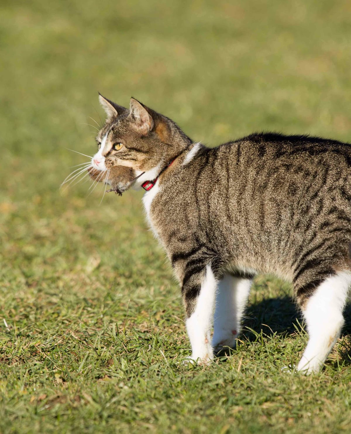 6 Fang die Maus A2 min