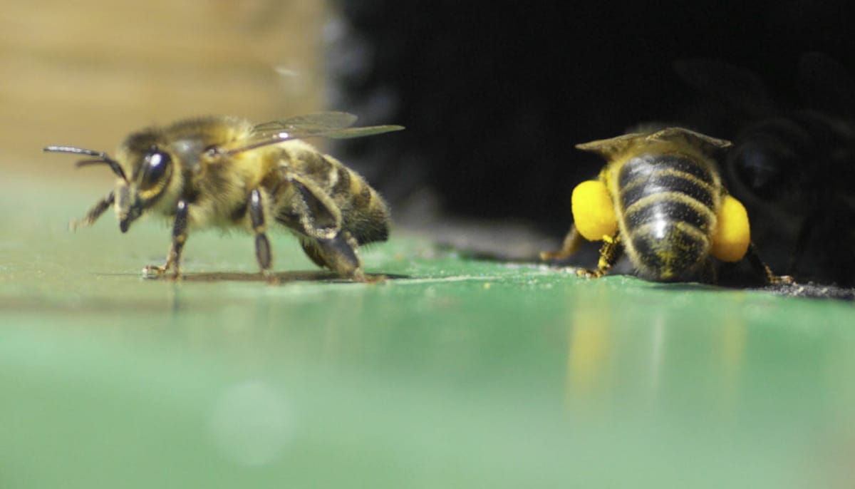 © Museum Appenzell_ Foto Jürg-Zürcher