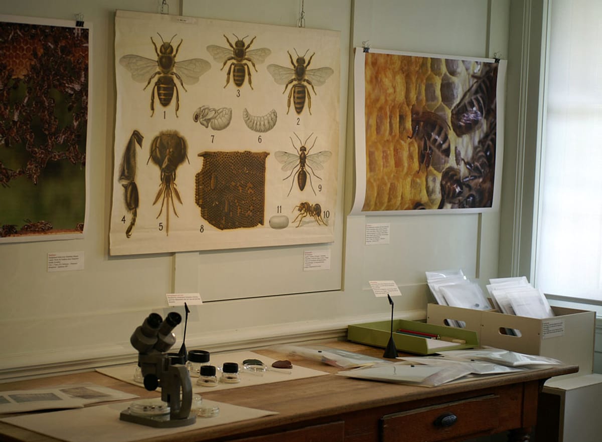 © Museum Appenzell_Ausstellung Biene 5