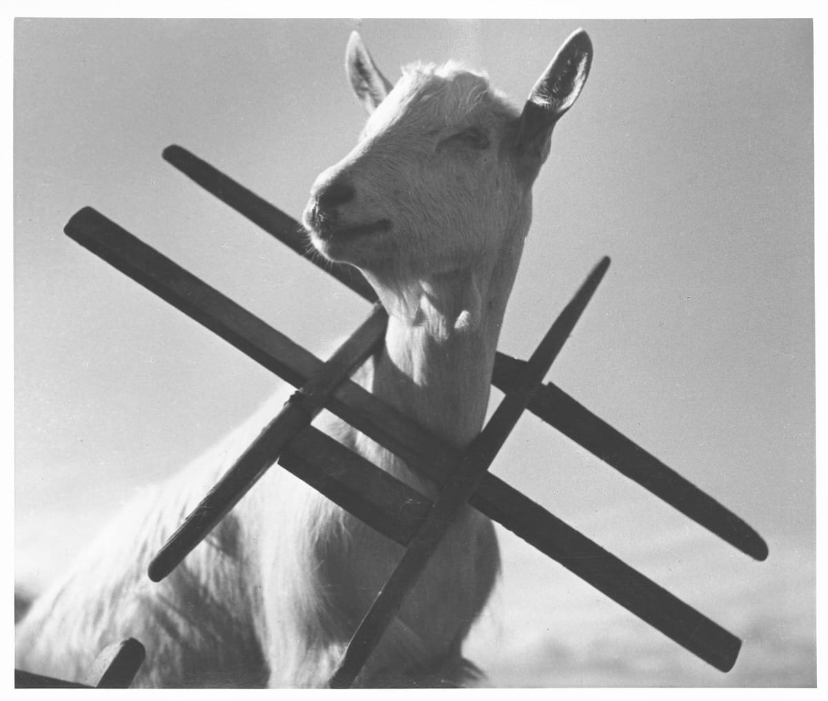 © Museum-Appenzell-Appenzeller-Ziege-mit-Chaab-Clemens-Schildknecht