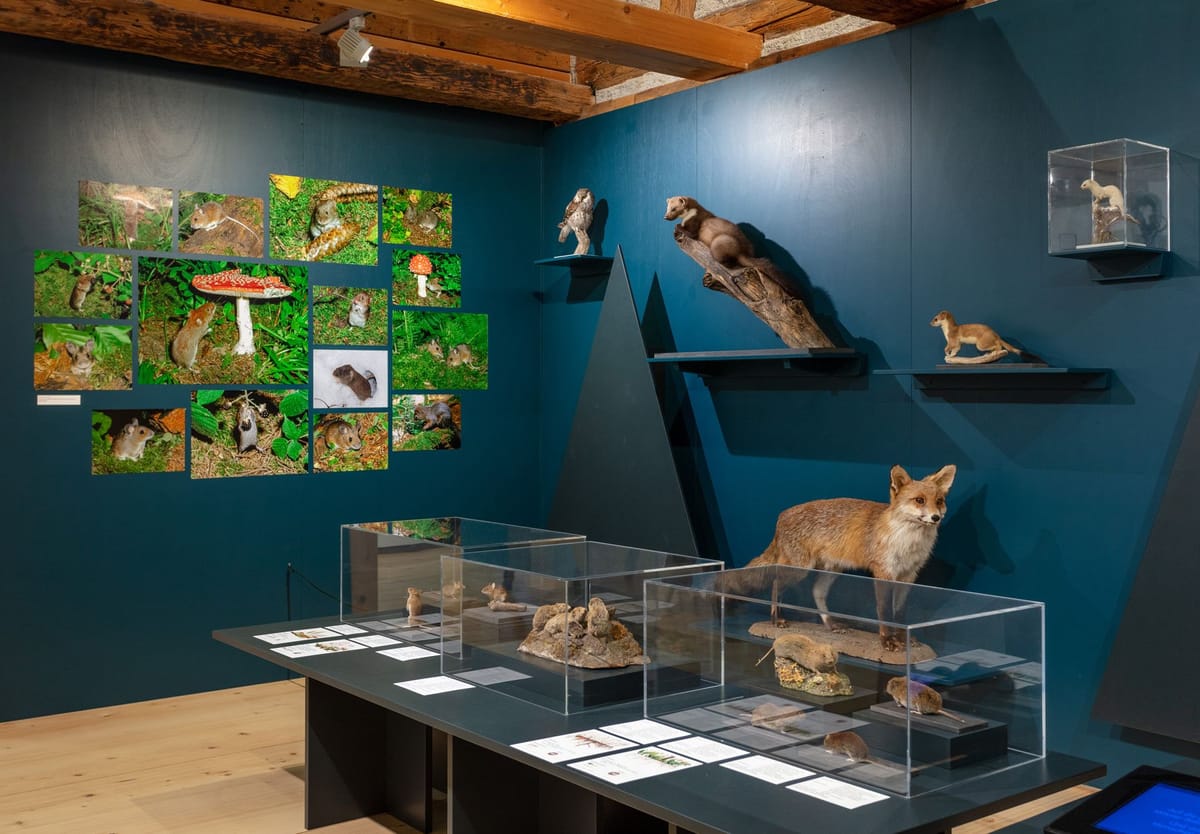 Museum Appenzel Blick in die Ausstellung Die Maus 1