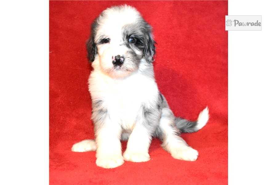 Serenity Sheepadoodle Puppy 722884 Pawrade