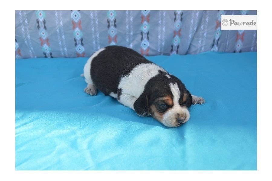 Dj Beagle Puppy Aa6e7d Pawrade