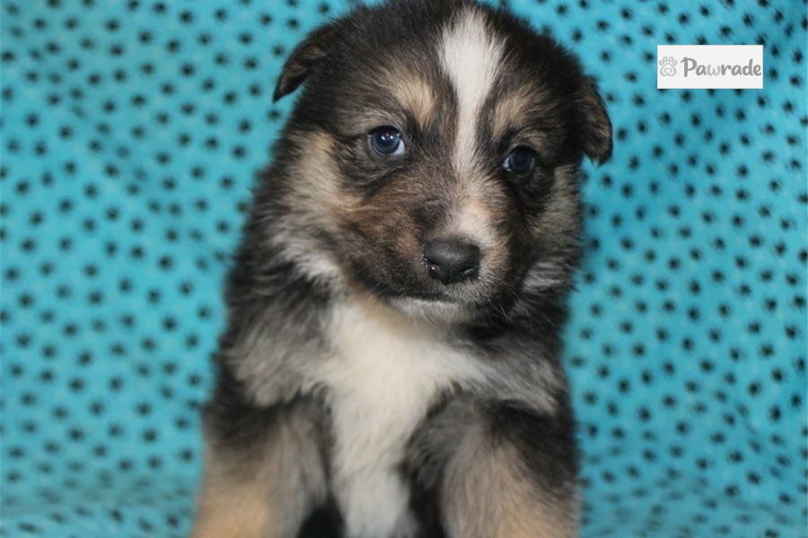 May - German Australian Shepherd Puppy 1CE278 | Pawrade