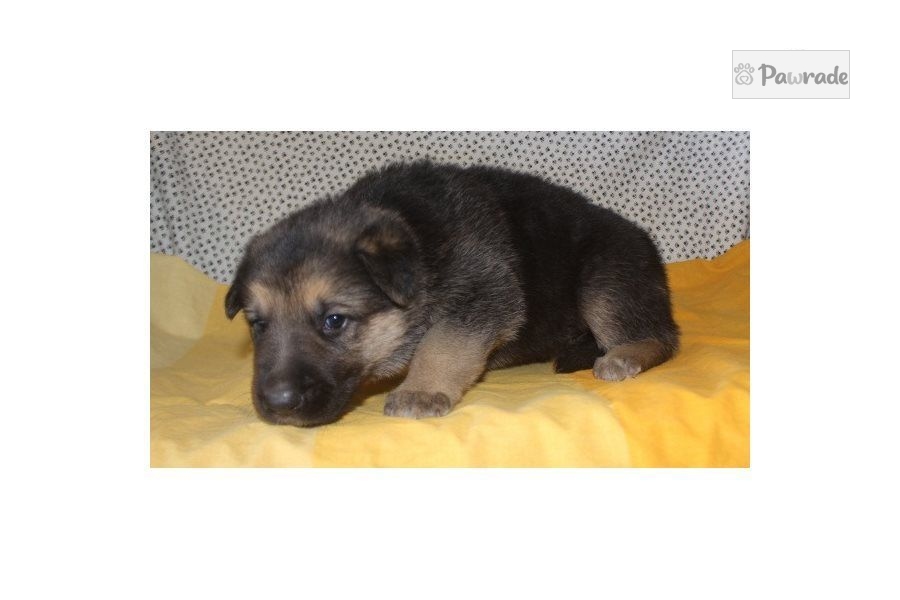 Panda - German Shepherd Puppy 1B362C | Pawrade