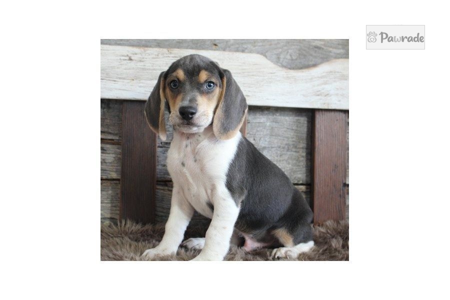 Blue - Beagle Puppy 07B771 | Pawrade