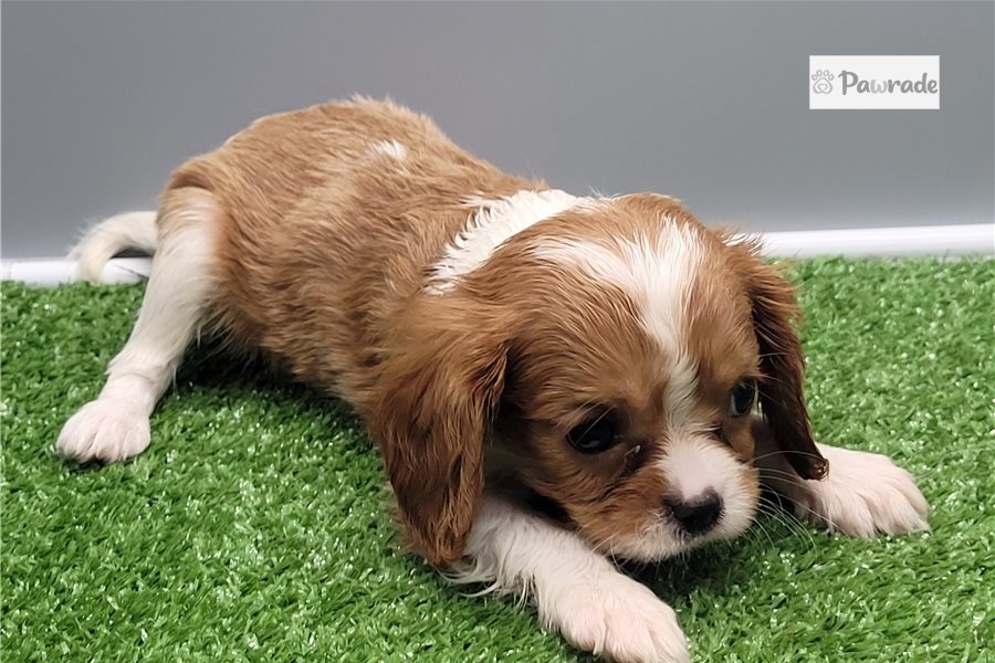 Judd Cavalier King Charles Spaniel BC2C62