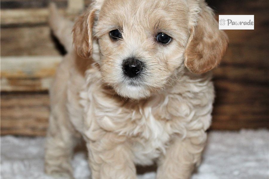 teddy poo puppies for sale near me