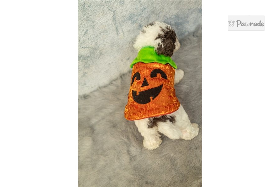 conor toy