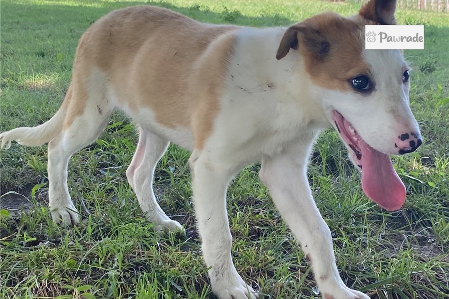 Caramel Border Collie Puppy 03A83A Pawrade