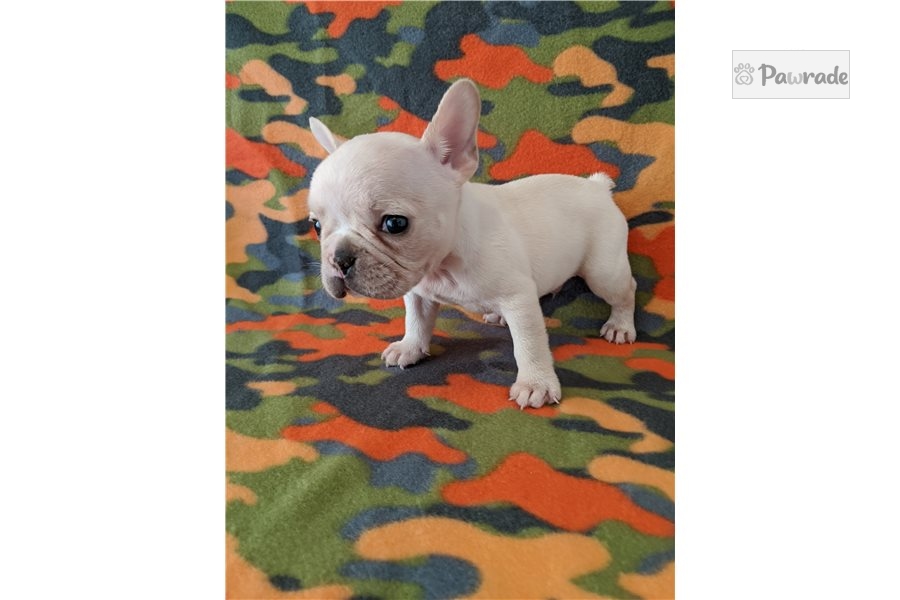 french bulldog puppies north east