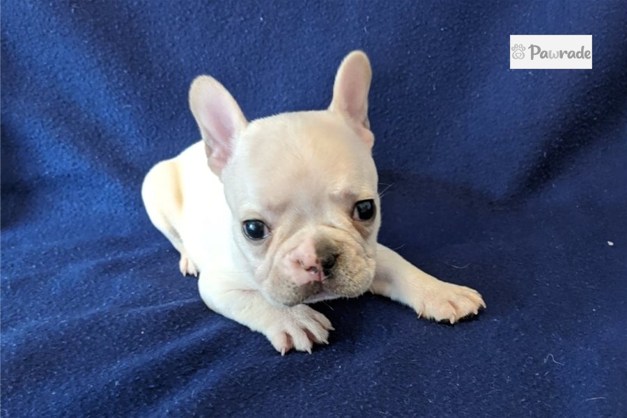 french bulldog puppies north east