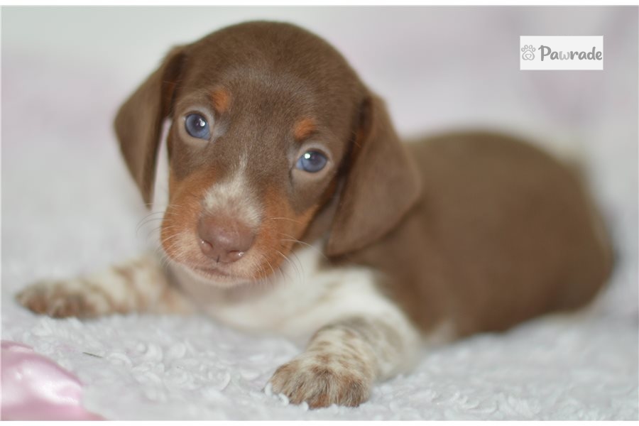 Pearl Dachshund, Mini Puppy F0F785 Pawrade