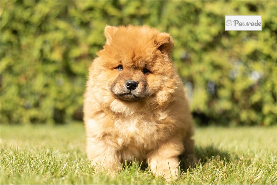 Wynn Chow Chow Puppy 78FCF1 Pawrade